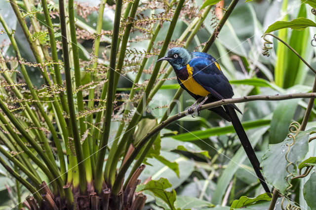 koningsglansspreeuw (Cosmopsarus regius)