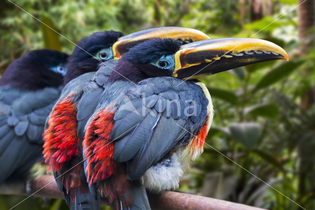 Chestnut-eared Aracari (Pteroglossus castanotis)