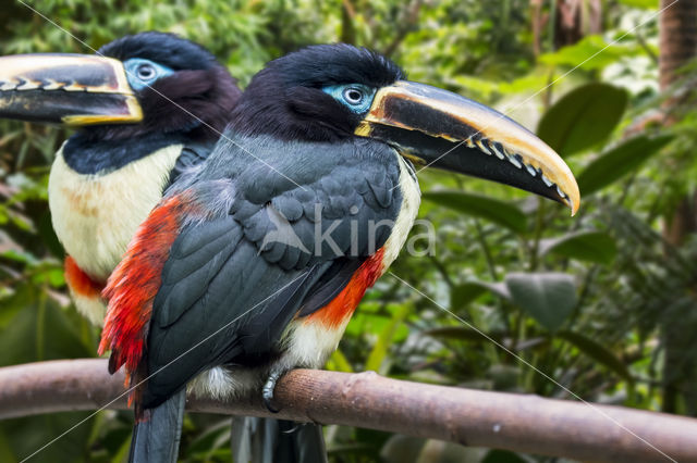 Chestnut-eared Aracari (Pteroglossus castanotis)