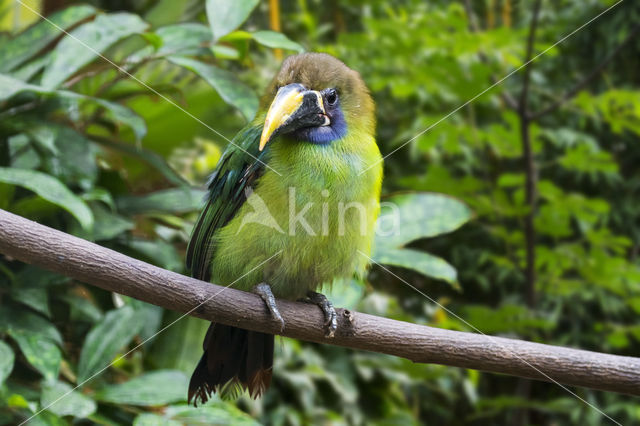 Blauwkeelarassari (Aulacorhynchus caeruleogularis)