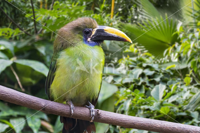 Blauwkeelarassari (Aulacorhynchus caeruleogularis)