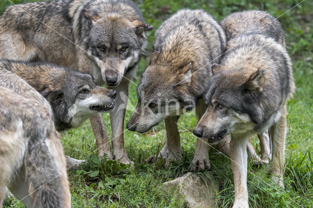 Grey Wolf (Canis lupus)