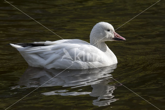 Snowgoose (Anser caerulescens)