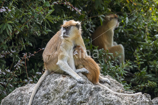 patas monkey (Erythrocebus patas)