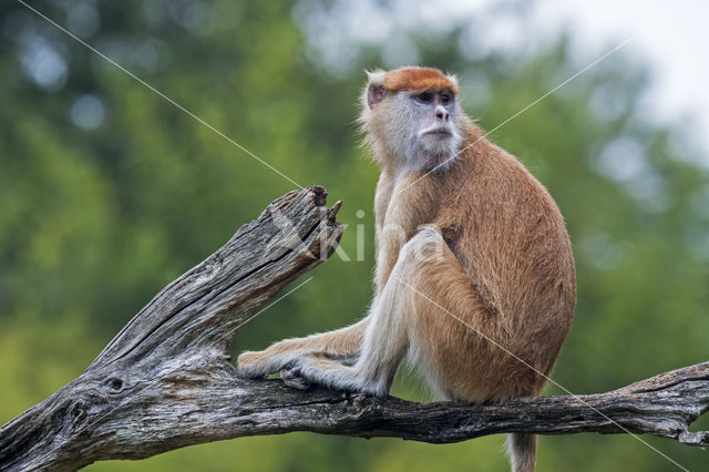 patas monkey (Erythrocebus patas)