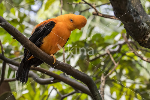 Andean Cock-of-the-rock (Rupicola peruvianus)