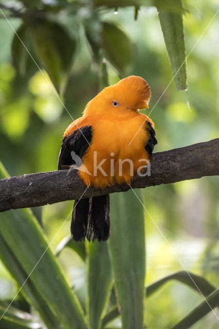 Andean Cock-of-the-rock (Rupicola peruvianus)