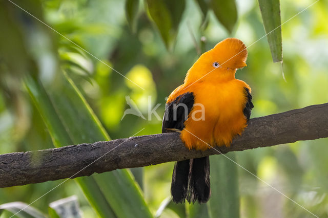 Rode rotshaan (Rupicola peruvianus)