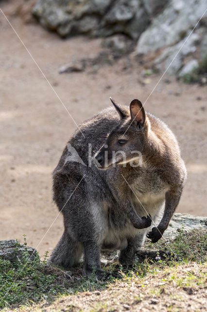 Roodhalswallabie (Macropus rufogriseus)