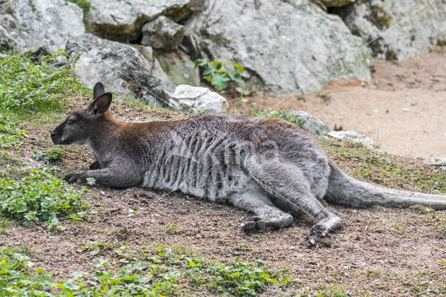 Roodhalswallabie (Macropus rufogriseus)