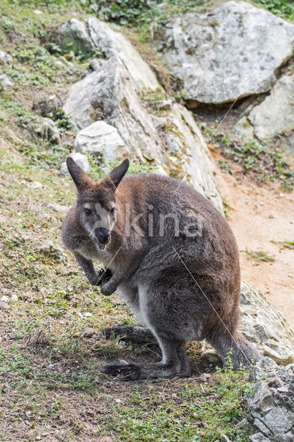 Roodhalswallabie (Macropus rufogriseus)