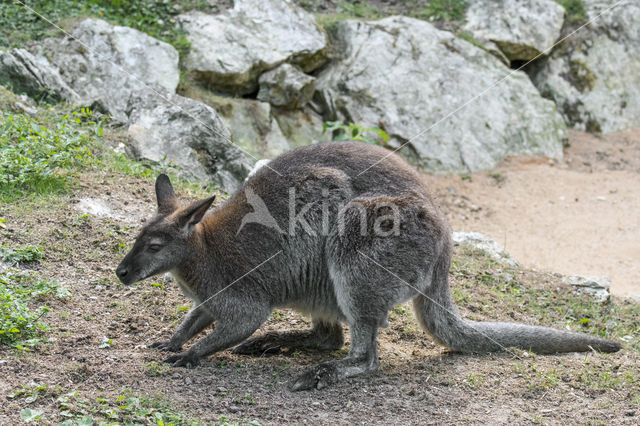 Red-necked Wallaby (Macropus rufogriseus)