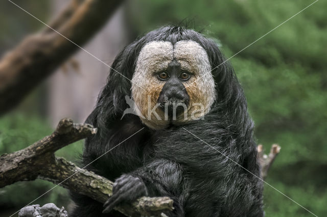 Guianan saki (Pithecia pithecia)