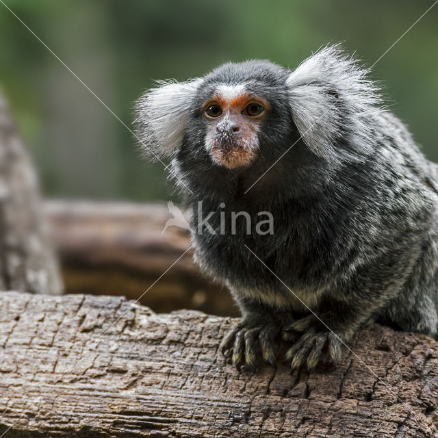 common marmoset (Callithrix jacchus)