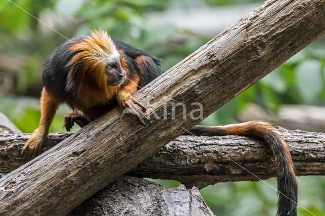 Goudkop leeuwaap (Leontopithecus chrysomelas)