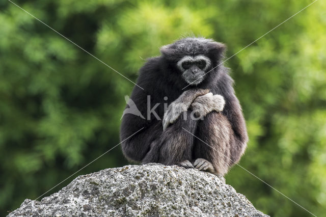 White-handed gibbon (Hylobates lar)