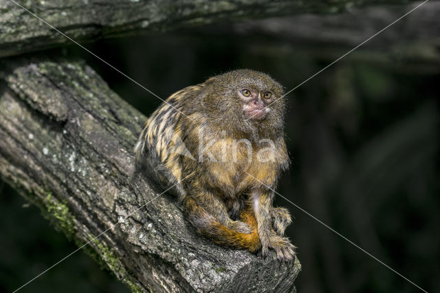 Dwergzijdeaapje (Cebuella pygmaea)