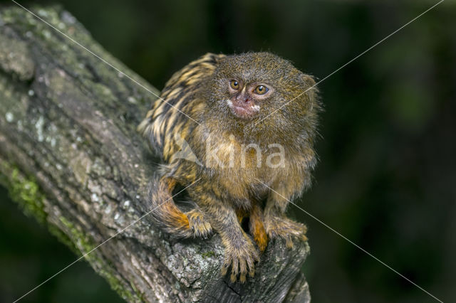 Dwergzijdeaapje (Cebuella pygmaea)