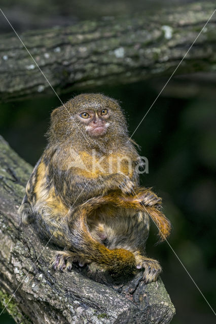 Dwergzijdeaapje (Cebuella pygmaea)