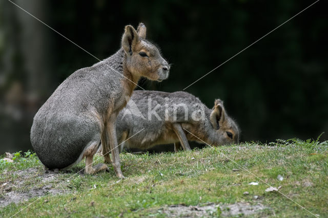 Patagonian mara