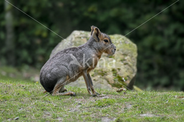 Patagonian mara