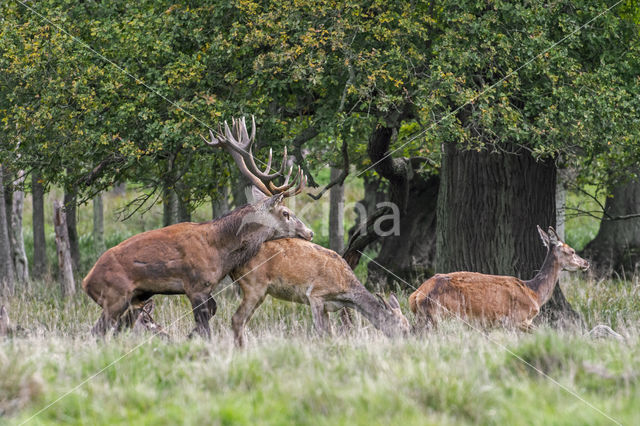 Red Deer (Cervus elaphus)