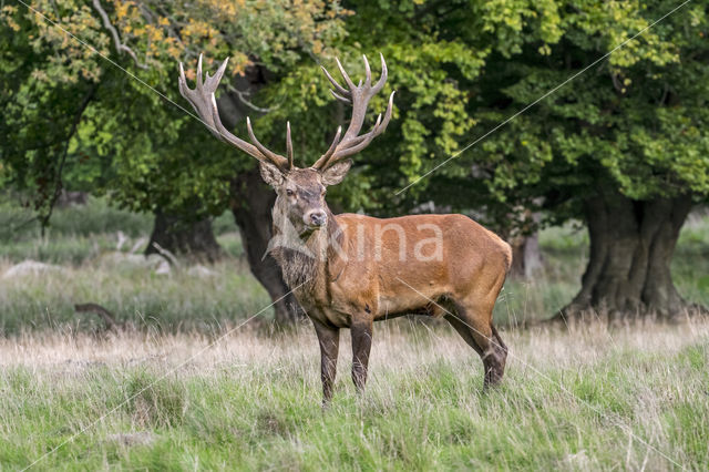 Red Deer (Cervus elaphus)