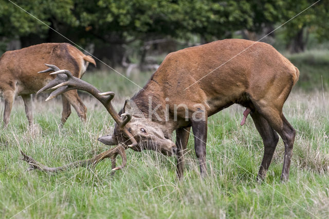 Red Deer (Cervus elaphus)