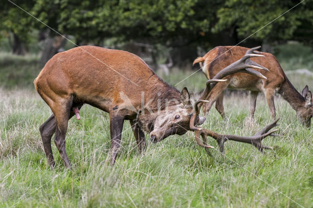 Red Deer (Cervus elaphus)