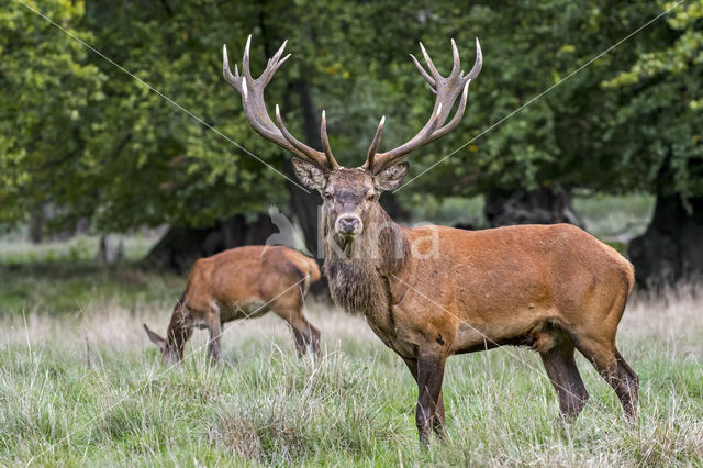 Red Deer (Cervus elaphus)