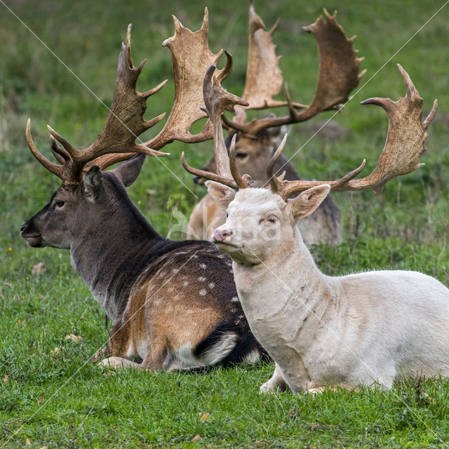 Fallow Deer (Dama dama)