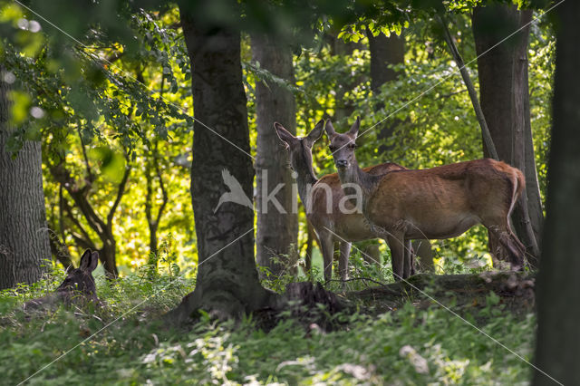 Red Deer (Cervus elaphus)