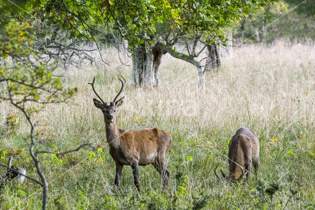 Red Deer (Cervus elaphus)