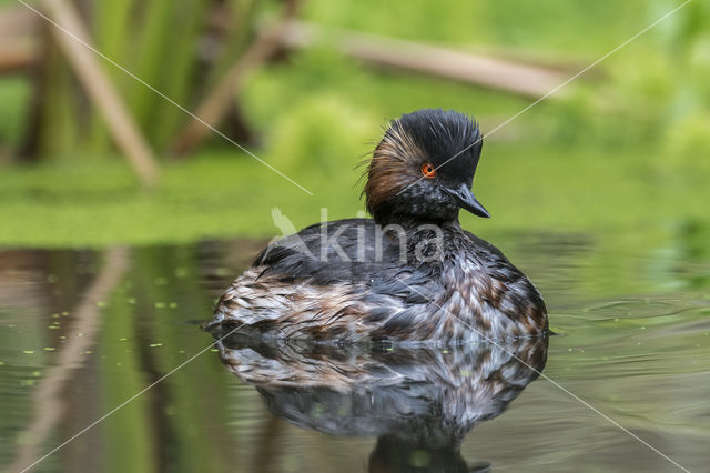 Geoorde Fuut (Podiceps nigricollis)