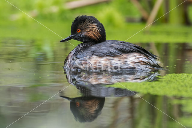 Geoorde Fuut (Podiceps nigricollis)