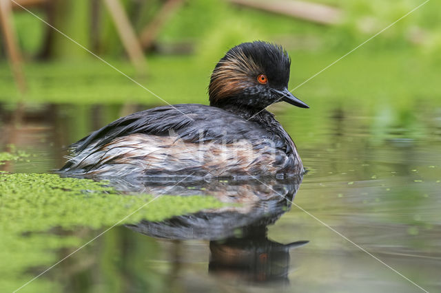 Geoorde Fuut (Podiceps nigricollis)