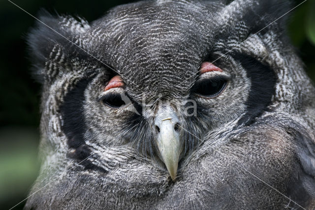 Verraux' oehoe (Bubo lacteus)