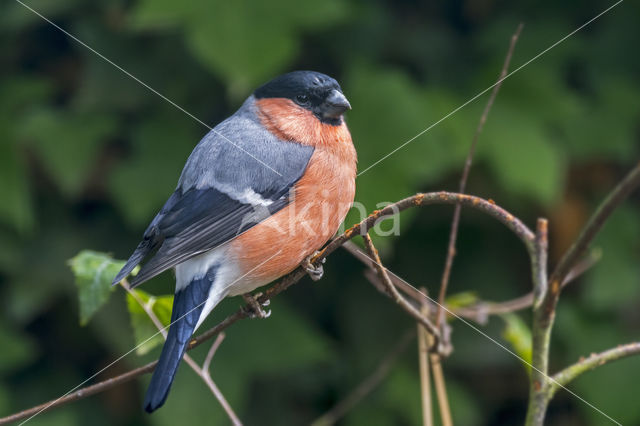 Eurasian Bullfinch (Pyrrhula pyrrhula)