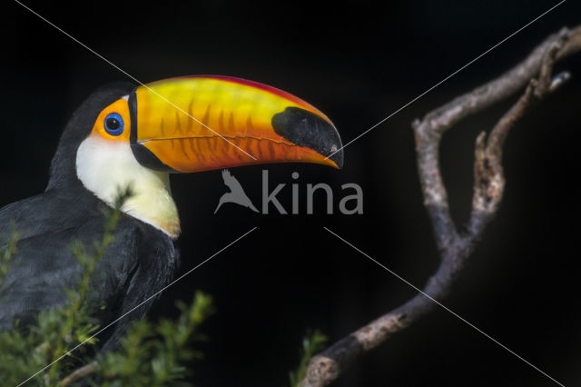 Reuzentoekan (Ramphastos toco)