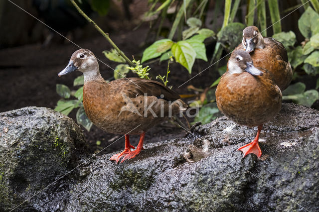 Lesser Whistling-Duck