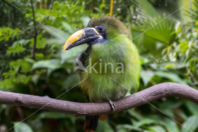 Blue-throated toucanet (Aulacorhynchus caeruleogularis)