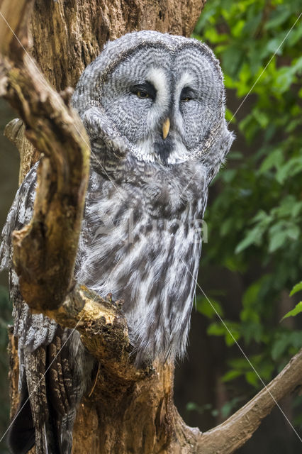 Great Grey Owl (Strix nebulosa)