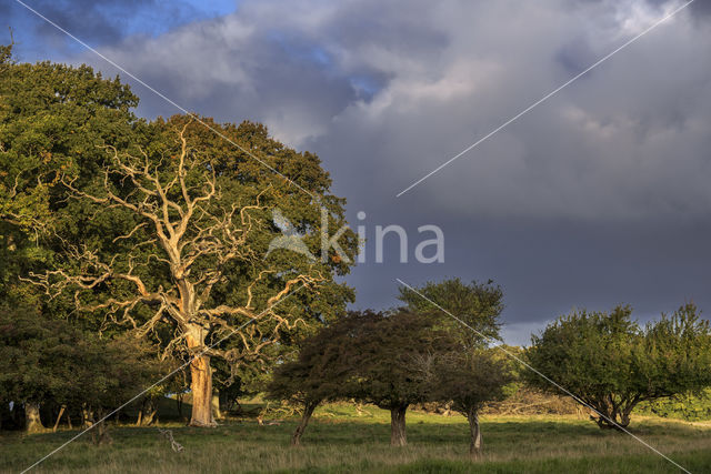 Zomereik (Quercus robur)