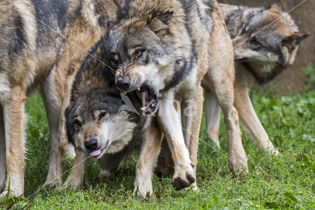 Grey Wolf (Canis lupus)