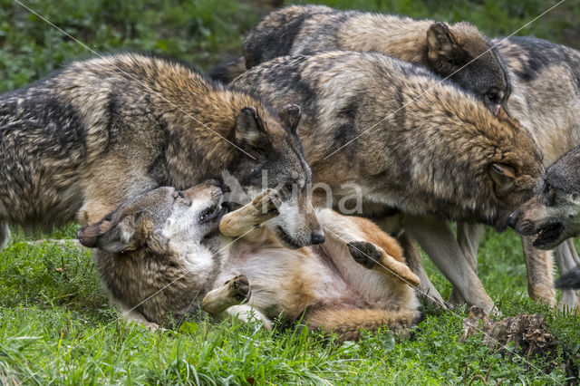 Grey Wolf (Canis lupus)