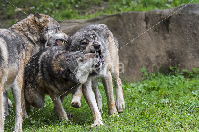 Grey Wolf (Canis lupus)