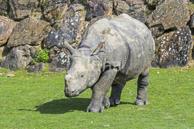 Indian rhinoceros (Rhinoceros unicornis)