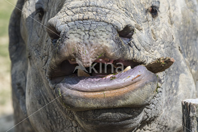 Indian rhinoceros (Rhinoceros unicornis)