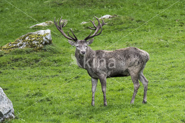 Red Deer (Cervus elaphus)