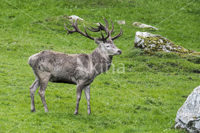 Red Deer (Cervus elaphus)